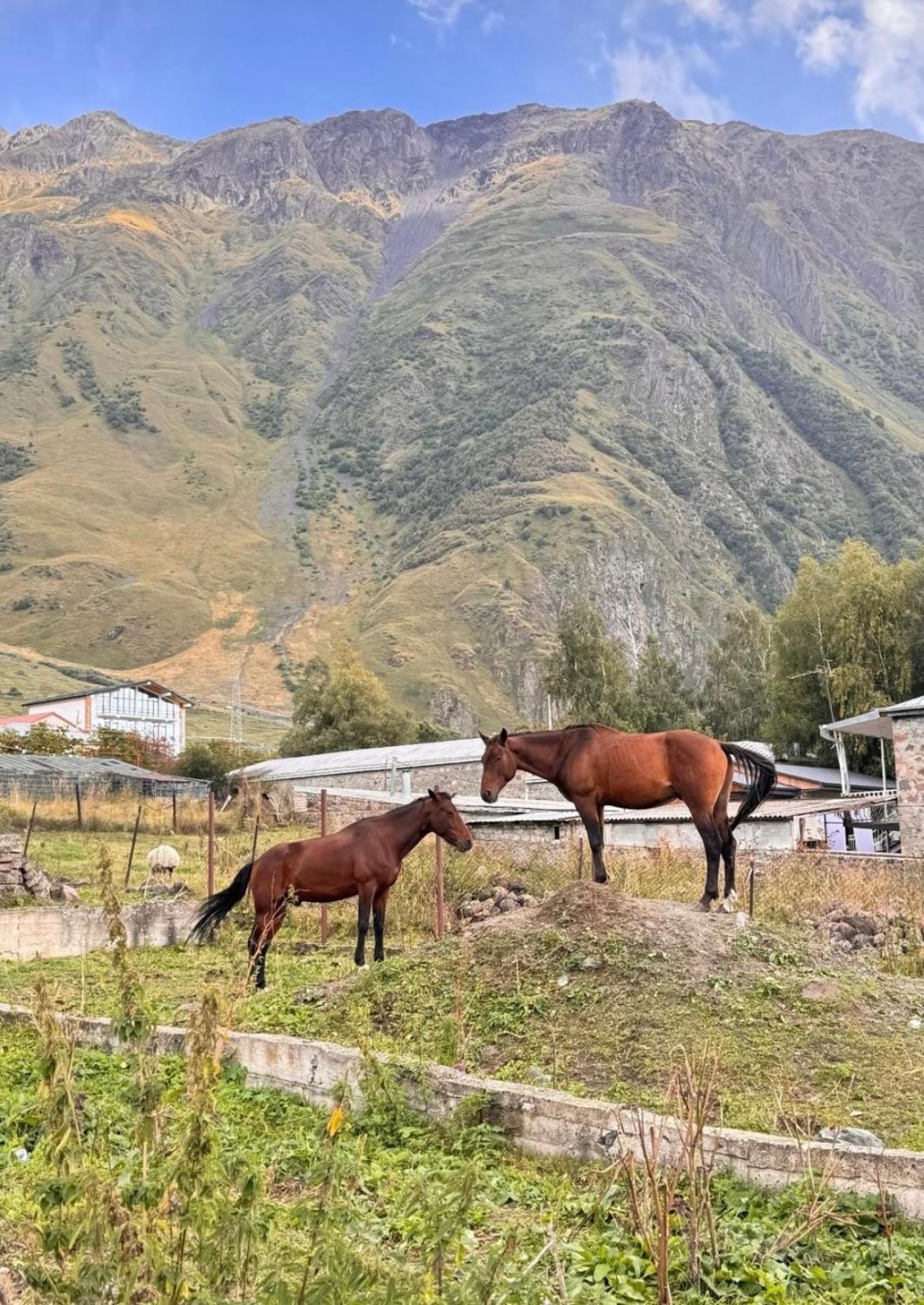 Edelweiss Cottage Kazbegi Exterior foto